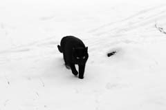 blackcat08
