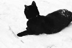 blackcat09