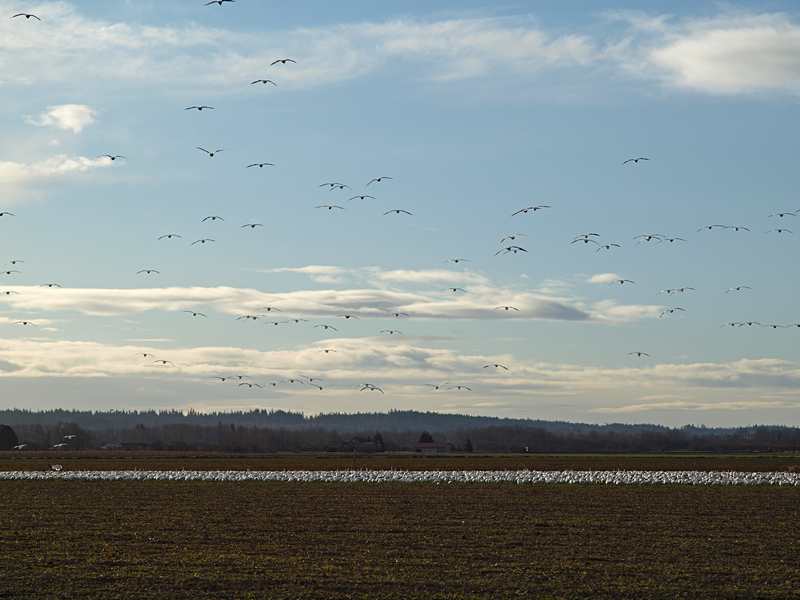 geese8009