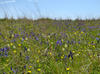 camas7428 SL