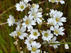 chickweed7481 SL