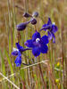 larkspur7485 SL