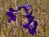 larkspur7490 SL