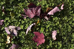 Leaves-59mm
