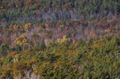 Trees-300mm]