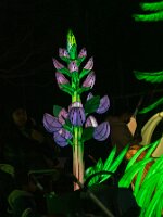 _B004869