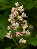 _B006057oofm