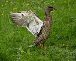 _B006108croofm