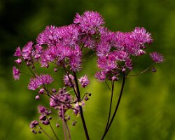 _B006786croofm