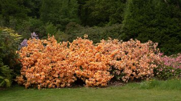 _B006867croofm