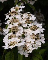 _B006884croofm