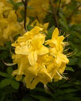 _B006890croofm