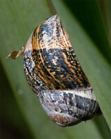 _B005904-5croofm