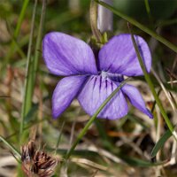 _B005918-19crtoofm