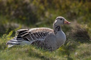 _B005978croofm