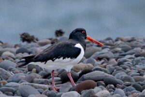 _B005983croofm