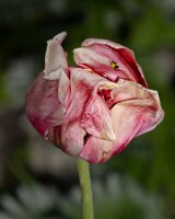 _B006164croofm