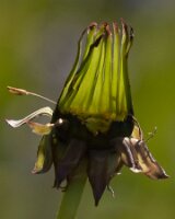_B006315croofm
