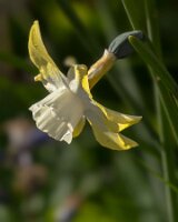 _B006447croofm