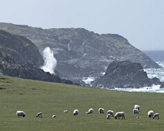 Iona